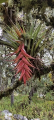 Tillandsia violacea