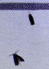 Nepticuloidea