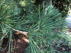 Sciadopitys verticillata