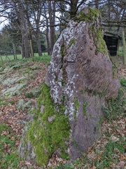 Grimmia trichophylla