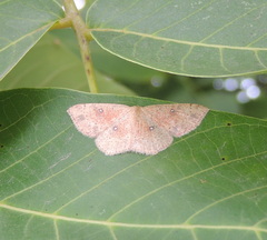 Cyclophora