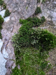 Grimmia trichophylla