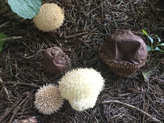 Lycoperdon echinatum