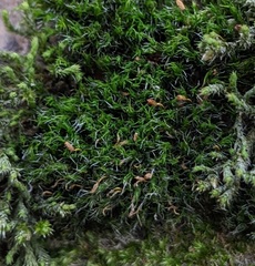 Grimmia trichophylla