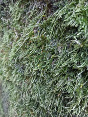 Hypnum cupressiforme cupressiforme