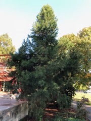 Sciadopitys verticillata