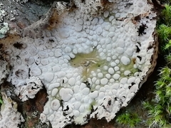 Lasallia