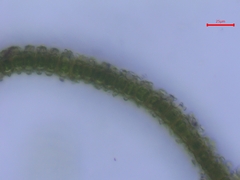 Hedwigia stellata
