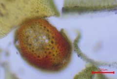Hedwigia stellata
