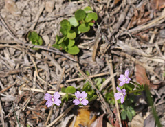 Epilobium anagallidifolium