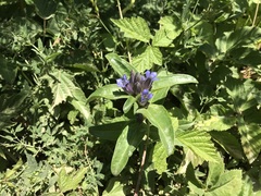 Gentiana cruciata cruciata