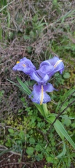 Iris planifolia