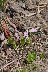 Epilobium anagallidifolium