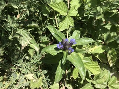 Gentiana cruciata cruciata