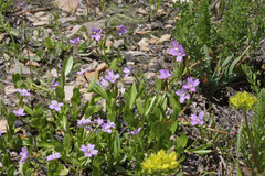 Epilobium anagallidifolium