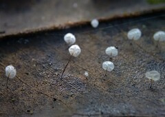 Gloiocephala