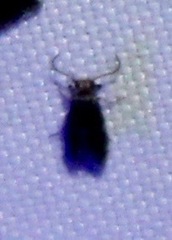Nepticuloidea