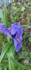 Iris planifolia
