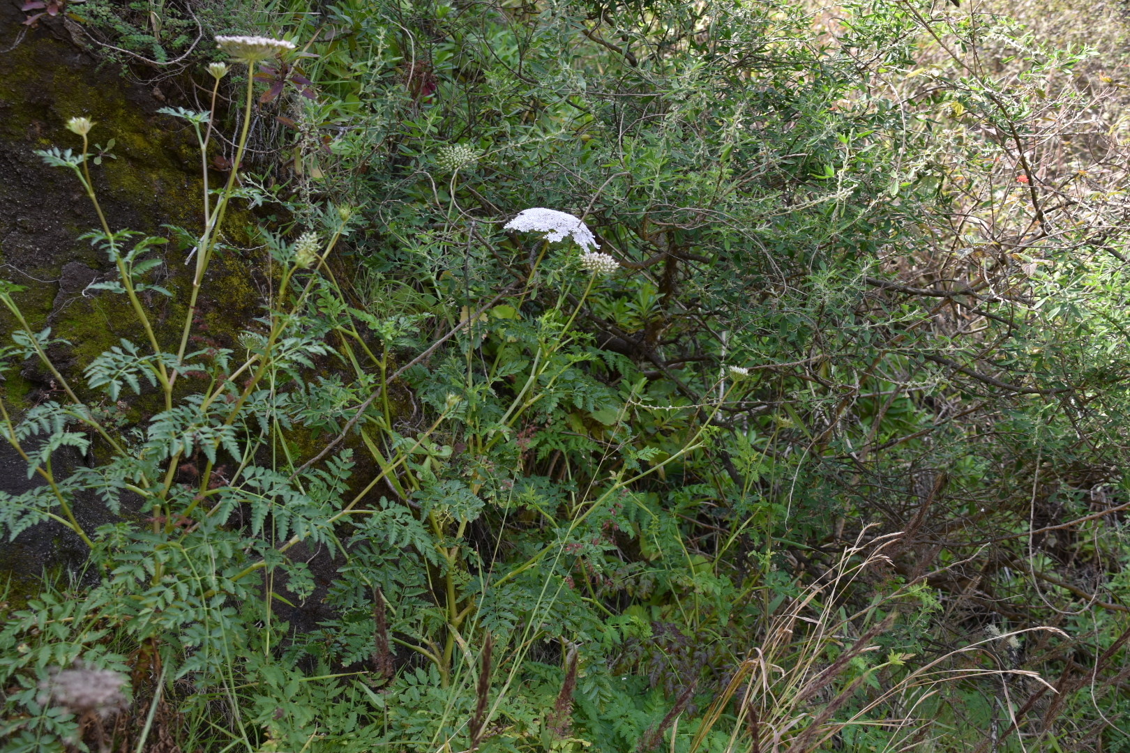 Imagem de Daucus insularis