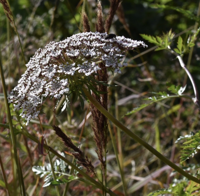 Imagem de Daucus insularis