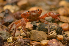 Pseudothelphusidae