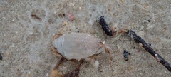 Emerita brasiliensis