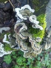 Auricularia mesenterica