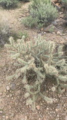 Cylindropuntia acanthocarpa