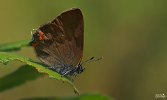 Satyrium acaciae
