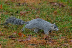 Sciurus niger cinereus