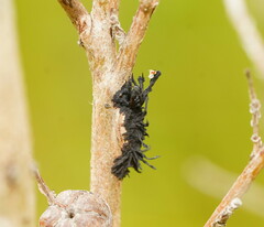 Septobasidium clelandii