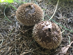 Lycoperdon echinatum