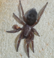 Scotophaeus scutulatus