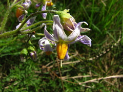 Solanum commersonii
