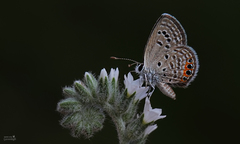 Freyeria trochylus