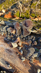 Auricularia cornea