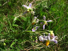 Solanum commersonii