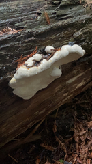 Fomitopsis ochracea