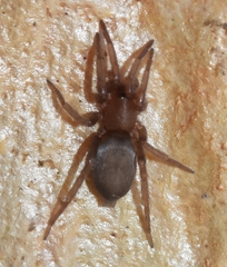 Scotophaeus scutulatus
