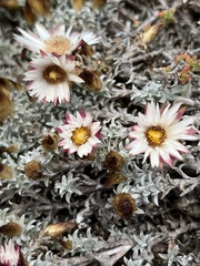 Helichrysum retortum