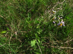 Solanum commersonii