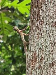 Draco melanopogon