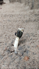 Itajahya galericulata