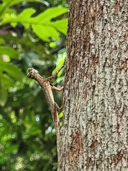 Draco melanopogon