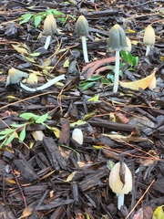 Coprinellus flocculosus