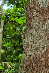 Draco melanopogon