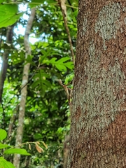 Draco melanopogon