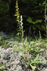 Spiranthes casei casei