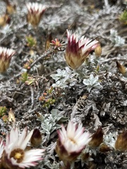 Helichrysum retortum