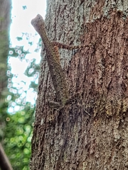 Draco melanopogon